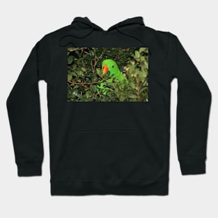 Hiding Out - Male Eclectus Parrot #2 Hoodie